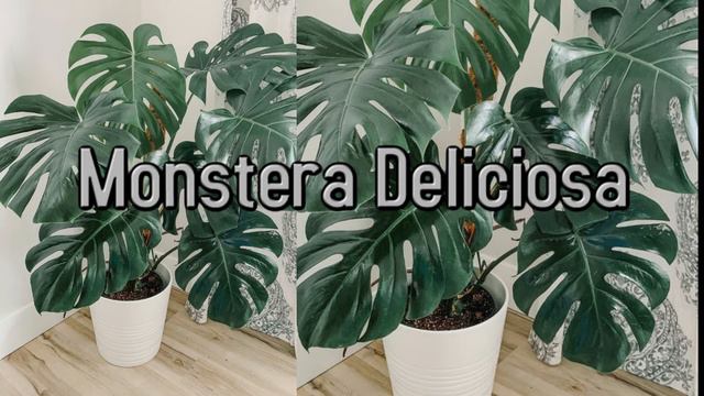 50 Best Indoor Plants For Decorating Your Home or Office | Best Hanging Plants смотреть онлайн