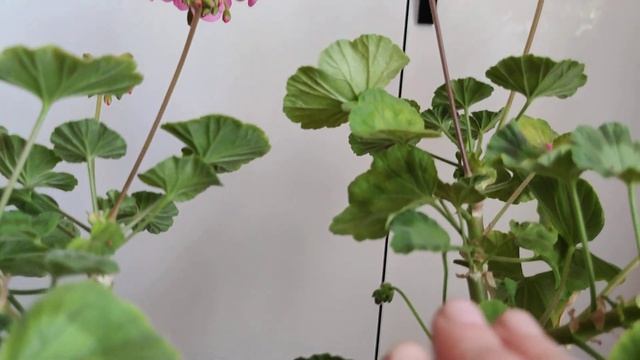 Пеларгония-простушка Колорама - обильно цветущее растение смотреть онлайн