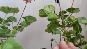 Пеларгония-простушка Колорама - обильно цветущее растение