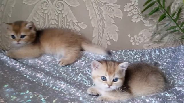 Котик и кошечка британская золотая  шиншилла