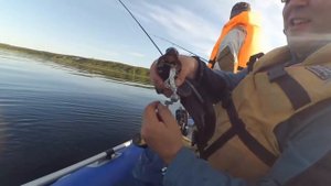 Треска в Белом море . Рыбалка в Лопшеньге