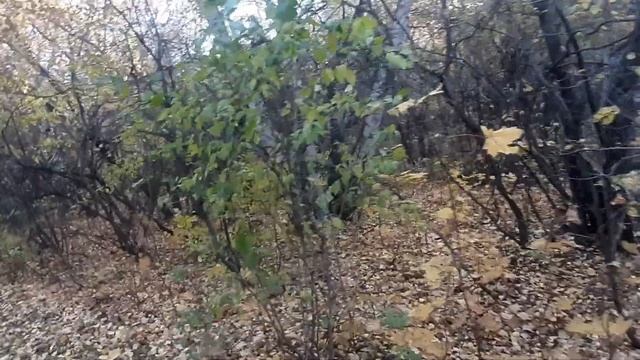 Прогулка по Дендропарку в Щучинске смотреть онлайн