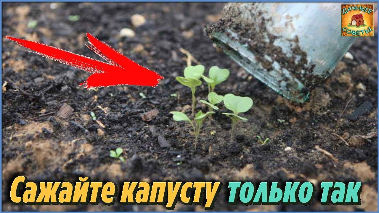 Основные правила высадки капустной рассады в открытый грунт Как посеять капусту правильно