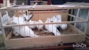 Ярмарка голубей в Казани!