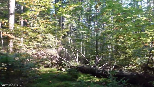 MŁODE PRAWDZIWKI u progu listopada смотреть онлайн