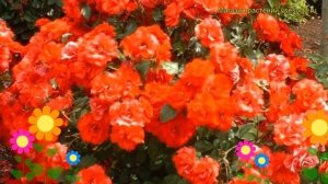 Роза флорибунда Ла Севильяна. Краткий обзор, описание характеристик, где купить саженцы La Sevillan