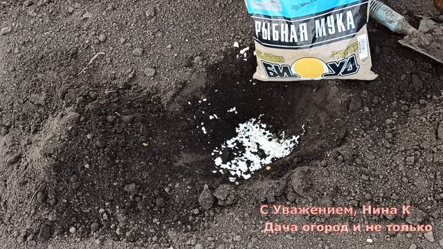 ОДНА ЛОЖКА ПОД КАПУСТУ И КОЧАН ВЫРАСТИТ КРЕПКИЙ И КРУПНЫЙ!Добавь это в лунку при посадке рассады КА