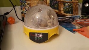 Инкубатор hhd на 7 яиц или мое полнейшее разочарование(((