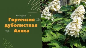Гортензия дуболистная Алиса