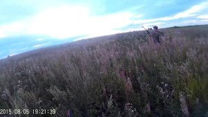 Охота на куропатку с курцхааром в Чувашии. Курцхаар Грета. Охота с легавой на куропатку, видео.
