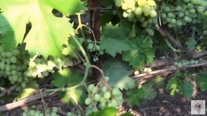 Сорт винограда Элегант Сверхранний. Виноград 2015.