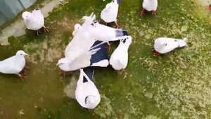 Голуби, Унана обзор в деле г Майкоп, Pigeons, Unana review on the ground and in the city of Maykop