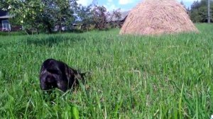 Французский бульдог 5 месяцев