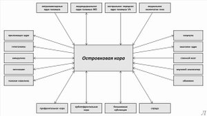 11.35.1 Подробное разъяснение. Островковая кора. Часть первая