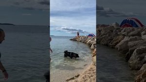 Американская акита, о породе, характере и уходе