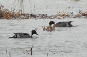 Шилохвость наблюдение птиц в Новгородской области 28 марта 2024
