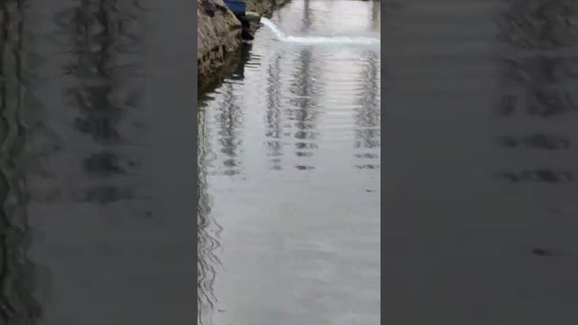 образцовое хозяйство ,пруд для форели в Токмаке) смотреть онлайн