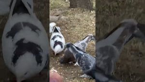 Одомашнил диких горлиц. Мои бойные Ленинаканцы  #голуби #лет #бой #игра #голубь #голубка #дикари