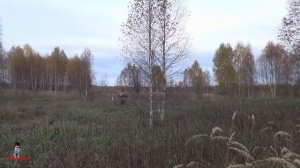 Охота осенью  на вальдшнепа, утку и сбор грибов #охота