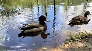 Осенняя охота на уток. С махокрылом и в тумане!