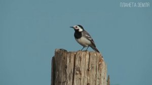 Трясогузка: Пернатая танцовщица | Интересные факты про птиц