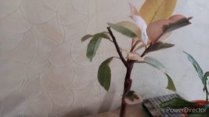 Фикус эластика Белиз//Уход//Обрезка, черенкование//Укоренение двумя способами
