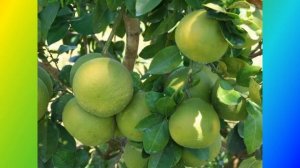 Chữa ho bằng vỏ bưởi