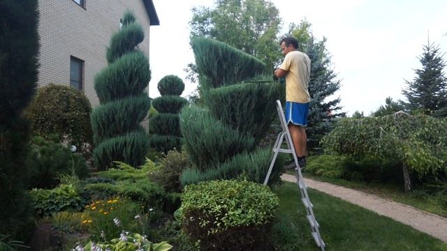 Стрижка можжевельника Форма разносторонних углов смотреть онлайн