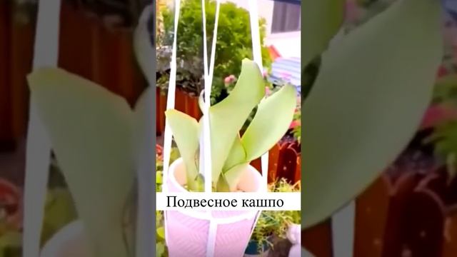 Подвесное кашпо для комнатных растений своими руками #домашниецветы