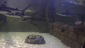 Аквариум с акулами В Шардже