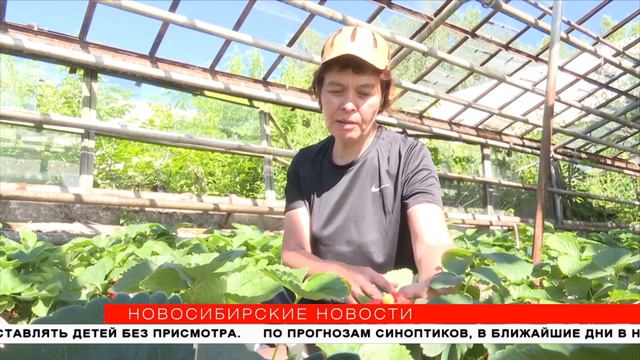 Новосибирские селекционеры распробовали уральскую клубнику смотреть онлайн