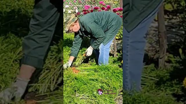 Уборка моркови на хранение. смотреть онлайн