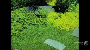 Leptinella - garden plants