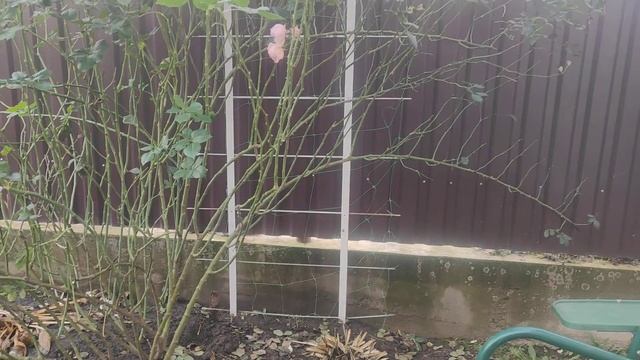 Почему не цветёт плетистая роза?Как горизонталить побеги у роз. смотреть онлайн