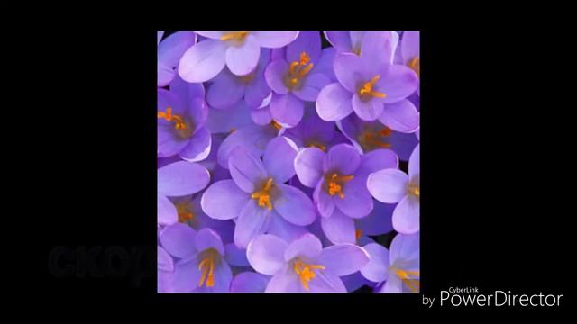 Гороскоп цветов | наконец то РЫБЫ!!! смотреть онлайн