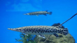 Аквариумы Приморского океанариума, Владивосток