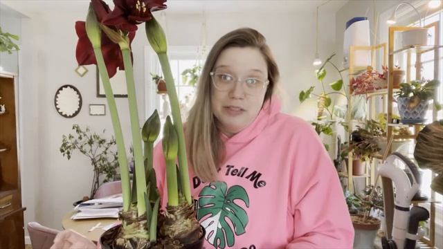 STUNNING Blood Red Amaryllis смотреть онлайн