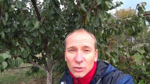 КАК УБРАТЬ СОРНЯКИ НАВСЕГДА?! Амброзия, пырей, вьюн, одуванчик и другие