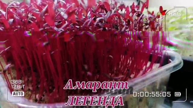 Обзор микрозелени разных культур.