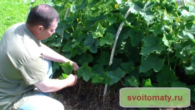 Огурцы на грядке смотреть онлайн