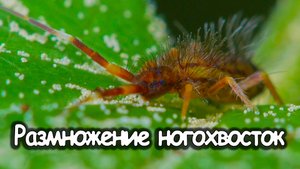 Размножение ногохвосток. Микропланета