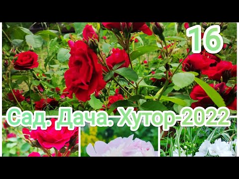 17 июля 2022 г. В саду жарко + 30.Поливаем.Зацвела плетистая роза..mp4