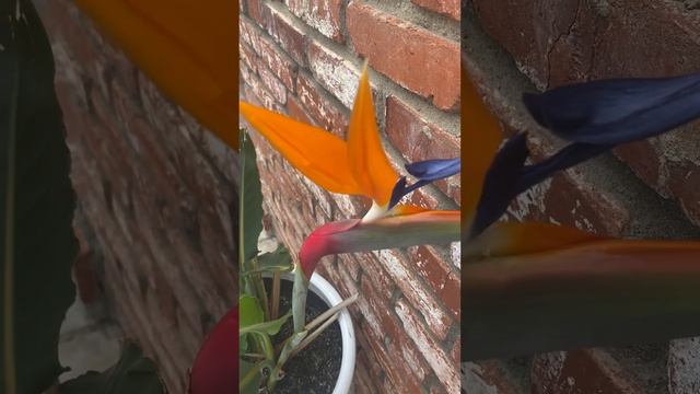 Birds of Paradise # plants # flowers # birds of paradise #asmr