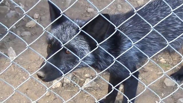 Лисы любят кабачки 🦊 Что не съем то спрячу. ЭКЗОТИК ПАРК 🌿 смотреть онлайн