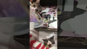 Мини обзор бокса джи айдл)))