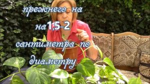 Сциндапсус. Как сциндапсус ответил на мой уход за ним!?