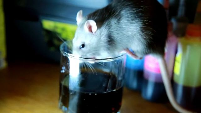 Декоративная Крыса любит Кока - Кола! смотреть онлайн