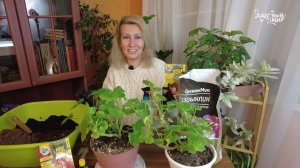 Как не ошибиться с выбором грунта для рассады и что обязательно положить перед посадкой