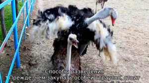 Страус — описание