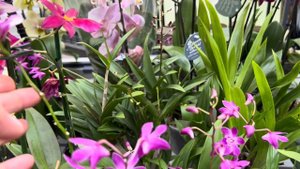 Обзор Орхидей и не только (Одесса)